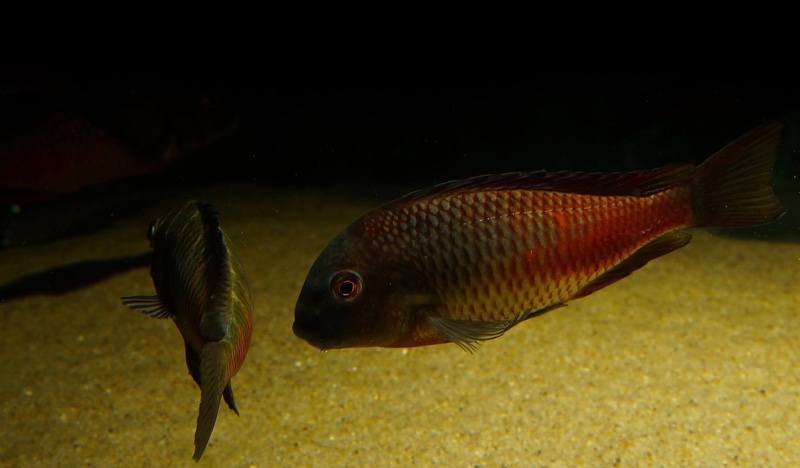 Tropheus sp. 'red' Cape Kipimbi